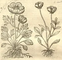 An illustration from Caroli Clusi Atrebatis, Impp. Caess. Augg., Maximiliani II, Rudolphi II, aulae quondam familiaris, Rariorum plantarum historia ?quae accesserint, proxima pagina docebit. (1601)