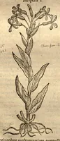 An illustration from Caroli Clusi Atrebatis, Impp. Caess. Augg., Maximiliani II, Rudolphi II, aulae quondam familiaris, Rariorum plantarum historia ?quae accesserint, proxima pagina docebit. (1601)