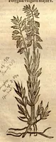 An illustration from Caroli Clusi Atrebatis, Impp. Caess. Augg., Maximiliani II, Rudolphi II, aulae quondam familiaris, Rariorum plantarum historia ?quae accesserint, proxima pagina docebit. (1601)