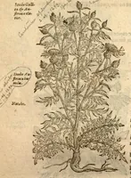 An illustration from Caroli Clusi Atrebatis, Impp. Caess. Augg., Maximiliani II, Rudolphi II, aulae quondam familiaris, Rariorum plantarum historia ?quae accesserint, proxima pagina docebit. (1601)