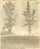 An illustration from Caroli Clusi Atrebatis, Impp. Caess. Augg., Maximiliani II, Rudolphi II, aulae quondam familiaris, Rariorum plantarum historia ?quae accesserint, proxima pagina docebit. (1601)