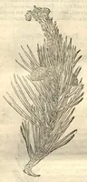 An illustration from Caroli Clusi Atrebatis, Impp. Caess. Augg., Maximiliani II, Rudolphi II, aulae quondam familiaris, Rariorum plantarum historia ?quae accesserint, proxima pagina docebit. (1601)