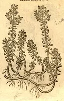 An illustration from Caroli Clusi Atrebatis, Impp. Caess. Augg., Maximiliani II, Rudolphi II, aulae quondam familiaris, Rariorum plantarum historia ?quae accesserint, proxima pagina docebit. (1601)