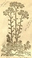 An illustration from Caroli Clusi Atrebatis, Impp. Caess. Augg., Maximiliani II, Rudolphi II, aulae quondam familiaris, Rariorum plantarum historia ?quae accesserint, proxima pagina docebit. (1601)