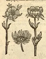 An illustration from Caroli Clusi Atrebatis, Impp. Caess. Augg., Maximiliani II, Rudolphi II, aulae quondam familiaris, Rariorum plantarum historia ?quae accesserint, proxima pagina docebit. (1601)