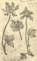 Picture 20 of 32 from Caroli Clusi Atrebatis, Impp. Caess. Augg., Maximiliani II, Rudolphi II, aulae quondam familiaris, Rariorum plantarum historia ?quae accesserint, proxima pagina docebit. (1601), leaf 480