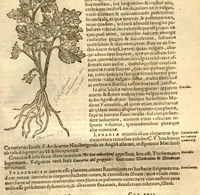 An illustration from Caroli Clusi Atrebatis, Impp. Caess. Augg., Maximiliani II, Rudolphi II, aulae quondam familiaris, Rariorum plantarum historia ?quae accesserint, proxima pagina docebit. (1601)