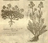 An illustration from Caroli Clusi Atrebatis, Impp. Caess. Augg., Maximiliani II, Rudolphi II, aulae quondam familiaris, Rariorum plantarum historia ?quae accesserint, proxima pagina docebit. (1601)