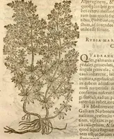 An illustration from Caroli Clusi Atrebatis, Impp. Caess. Augg., Maximiliani II, Rudolphi II, aulae quondam familiaris, Rariorum plantarum historia ?quae accesserint, proxima pagina docebit. (1601)