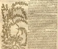 An illustration from Caroli Clusi Atrebatis, Impp. Caess. Augg., Maximiliani II, Rudolphi II, aulae quondam familiaris, Rariorum plantarum historia ?quae accesserint, proxima pagina docebit. (1601)