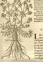 An illustration from Caroli Clusi Atrebatis, Impp. Caess. Augg., Maximiliani II, Rudolphi II, aulae quondam familiaris, Rariorum plantarum historia ?quae accesserint, proxima pagina docebit. (1601)