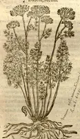 An illustration from Caroli Clusi Atrebatis, Impp. Caess. Augg., Maximiliani II, Rudolphi II, aulae quondam familiaris, Rariorum plantarum historia ?quae accesserint, proxima pagina docebit. (1601)