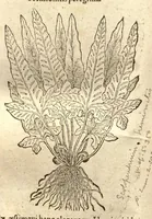 An illustration from Caroli Clusi Atrebatis, Impp. Caess. Augg., Maximiliani II, Rudolphi II, aulae quondam familiaris, Rariorum plantarum historia ?quae accesserint, proxima pagina docebit. (1601)