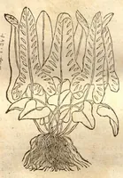 Picture 28 of 32 from Caroli Clusi Atrebatis, Impp. Caess. Augg., Maximiliani II, Rudolphi II, aulae quondam familiaris, Rariorum plantarum historia ?quae accesserint, proxima pagina docebit. (1601), leaf 590