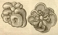 An illustration from Caroli Clusi Atrebatis, Impp. Caess. Augg., Maximiliani II, Rudolphi II, aulae quondam familiaris, Rariorum plantarum historia ?quae accesserint, proxima pagina docebit. (1601)