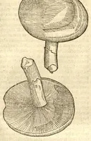 An illustration from Caroli Clusi Atrebatis, Impp. Caess. Augg., Maximiliani II, Rudolphi II, aulae quondam familiaris, Rariorum plantarum historia ?quae accesserint, proxima pagina docebit. (1601)