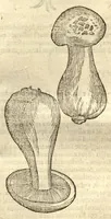 An illustration from Caroli Clusi Atrebatis, Impp. Caess. Augg., Maximiliani II, Rudolphi II, aulae quondam familiaris, Rariorum plantarum historia ?quae accesserint, proxima pagina docebit. (1601)