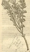 An illustration from Caroli Clusi Atrebatis, Impp. Caess. Augg., Maximiliani II, Rudolphi II, aulae quondam familiaris, Rariorum plantarum historia ?quae accesserint, proxima pagina docebit. (1601)