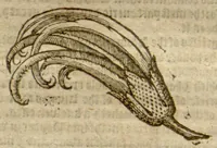 An illustration from Ioyfullnewes out of the new?found uuorlde ?wherein are declared, the rare and singuler vertues of diuers herbs, trees, plantes, oyles & stones, with their applications, as well to the use of phisicke as of chirurgery ... Also the portrature of the said hearbs /Englished by John Frampton ... Newly corrected ... Whereunto are added three other bookes treating of the bezaar stone, the herb escuerconera, the properties of iron and steele in medicine, and the benefit of snow. (1596)