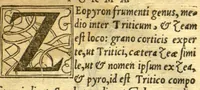 An illustration from Remberti Dodonaei mechliniensis medici De frugum historia. (1552)