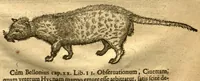 An illustration from Caroli Clvsii Atrebatis Cvrae posteriores, seu, Plurimarum non ante? cognitarum, aut descriptarum stirpium, peregrinorumq?ue aliquot animalium ?novae descriptiones? quibus & omnia ipsius opera, alia?que ab eo versa augentur, aut illustrantur /acessit seorsim Everardi Vorstii ... de eiusdem Caroli Clusii vita & obitu oratio, aliorumq?ue epicedia. (1611)
