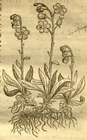 An illustration from Caroli Clvsii Atrebatis Cvrae posteriores, seu, Plurimarum non ante? cognitarum, aut descriptarum stirpium, peregrinorumq?ue aliquot animalium ?novae descriptiones? quibus & omnia ipsius opera, alia?que ab eo versa augentur, aut illustrantur /acessit seorsim Everardi Vorstii ... de eiusdem Caroli Clusii vita & obitu oratio, aliorumq?ue epicedia. (1611)