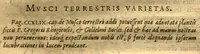 Picture 7 of 15 from Caroli Clvsii Atrebatis Cvrae posteriores, seu, Plurimarum non ante? cognitarum, aut descriptarum stirpium, peregrinorumq?ue aliquot animalium ?novae descriptiones? quibus & omnia ipsius opera, alia?que ab eo versa augentur, aut illustrantur /acessit seorsim Everardi Vorstii ... de eiusdem Caroli Clusii vita & obitu oratio, aliorumq?ue epicedia. (1611), leaf 82