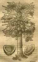 An illustration from Caroli Clvsii Atrebatis Cvrae posteriores, seu, Plurimarum non ante? cognitarum, aut descriptarum stirpium, peregrinorumq?ue aliquot animalium ?novae descriptiones? quibus & omnia ipsius opera, alia?que ab eo versa augentur, aut illustrantur /acessit seorsim Everardi Vorstii ... de eiusdem Caroli Clusii vita & obitu oratio, aliorumq?ue epicedia. (1611)