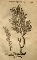 An illustration from Caroli Clusii Atrebatis Rariorum aliquot stirpium ?per Pannoniam, Austriam, & vicinas quasdam provincias observatarum historia, quatuor libris expressa ... . (1583)