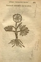 An illustration from Caroli Clusii Atrebatis Rariorum aliquot stirpium ?per Pannoniam, Austriam, & vicinas quasdam provincias observatarum historia, quatuor libris expressa ... . (1583)