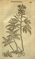 An illustration from Caroli Clusii Atrebatis Rariorum aliquot stirpium ?per Pannoniam, Austriam, & vicinas quasdam provincias observatarum historia, quatuor libris expressa ... . (1583)