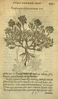 An illustration from Caroli Clusii Atrebatis Rariorum aliquot stirpium ?per Pannoniam, Austriam, & vicinas quasdam provincias observatarum historia, quatuor libris expressa ... . (1583)