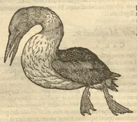 An illustration from Caroli Clvsii Atrebatis ... Exoticorvm libri decem ?quibus animalium, plantarum, aromatum, aliorum que peregrinorum fructuum historiae describuntur /item Petri Bellonii observationes ; eodem Carolo Clusio interprete ; series totius operis post praefationem indicabitur. (1605)