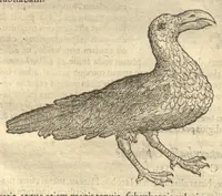 Picture 14 of 31 from Caroli Clvsii Atrebatis ... Exoticorvm libri decem ?quibus animalium, plantarum, aromatum, aliorum que peregrinorum fructuum historiae describuntur /item Petri Bellonii observationes ; eodem Carolo Clusio interprete ; series totius operis post praefationem indicabitur. (1605), leaf 119