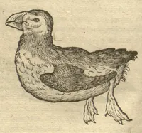 Picture 15 of 31 from Caroli Clvsii Atrebatis ... Exoticorvm libri decem ?quibus animalium, plantarum, aromatum, aliorum que peregrinorum fructuum historiae describuntur /item Petri Bellonii observationes ; eodem Carolo Clusio interprete ; series totius operis post praefationem indicabitur. (1605), leaf 119