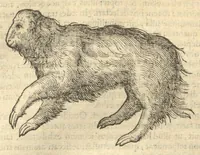 Picture 16 of 31 from Caroli Clvsii Atrebatis ... Exoticorvm libri decem ?quibus animalium, plantarum, aromatum, aliorum que peregrinorum fructuum historiae describuntur /item Petri Bellonii observationes ; eodem Carolo Clusio interprete ; series totius operis post praefationem indicabitur. (1605), leaf 126