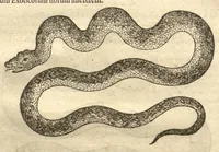 An illustration from Caroli Clvsii Atrebatis ... Exoticorvm libri decem ?quibus animalium, plantarum, aromatum, aliorum que peregrinorum fructuum historiae describuntur /item Petri Bellonii observationes ; eodem Carolo Clusio interprete ; series totius operis post praefationem indicabitur. (1605)
