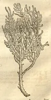 An illustration from Caroli Clvsii Atrebatis ... Exoticorvm libri decem ?quibus animalium, plantarum, aromatum, aliorum que peregrinorum fructuum historiae describuntur /item Petri Bellonii observationes ; eodem Carolo Clusio interprete ; series totius operis post praefationem indicabitur. (1605)