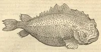 Picture 20 of 31 from Caroli Clvsii Atrebatis ... Exoticorvm libri decem ?quibus animalium, plantarum, aromatum, aliorum que peregrinorum fructuum historiae describuntur /item Petri Bellonii observationes ; eodem Carolo Clusio interprete ; series totius operis post praefationem indicabitur. (1605), leaf 156