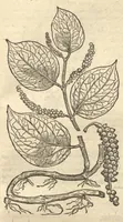 Picture 21 of 31 from Caroli Clvsii Atrebatis ... Exoticorvm libri decem ?quibus animalium, plantarum, aromatum, aliorum que peregrinorum fructuum historiae describuntur /item Petri Bellonii observationes ; eodem Carolo Clusio interprete ; series totius operis post praefationem indicabitur. (1605), leaf 198