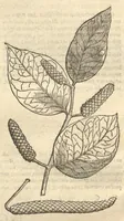 Picture 22 of 31 from Caroli Clvsii Atrebatis ... Exoticorvm libri decem ?quibus animalium, plantarum, aromatum, aliorum que peregrinorum fructuum historiae describuntur /item Petri Bellonii observationes ; eodem Carolo Clusio interprete ; series totius operis post praefationem indicabitur. (1605), leaf 198
