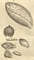 An illustration from Caroli Clvsii Atrebatis ... Exoticorvm libri decem ?quibus animalium, plantarum, aromatum, aliorum que peregrinorum fructuum historiae describuntur /item Petri Bellonii observationes ; eodem Carolo Clusio interprete ; series totius operis post praefationem indicabitur. (1605)