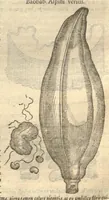 Picture 24 of 31 from Caroli Clvsii Atrebatis ... Exoticorvm libri decem ?quibus animalium, plantarum, aromatum, aliorum que peregrinorum fructuum historiae describuntur /item Petri Bellonii observationes ; eodem Carolo Clusio interprete ; series totius operis post praefationem indicabitur. (1605), leaf 246