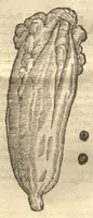 An illustration from Caroli Clvsii Atrebatis ... Exoticorvm libri decem ?quibus animalium, plantarum, aromatum, aliorum que peregrinorum fructuum historiae describuntur /item Petri Bellonii observationes ; eodem Carolo Clusio interprete ; series totius operis post praefationem indicabitur. (1605)