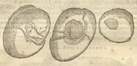 An illustration from Caroli Clvsii Atrebatis ... Exoticorvm libri decem ?quibus animalium, plantarum, aromatum, aliorum que peregrinorum fructuum historiae describuntur /item Petri Bellonii observationes ; eodem Carolo Clusio interprete ; series totius operis post praefationem indicabitur. (1605)