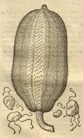 An illustration from Caroli Clvsii Atrebatis ... Exoticorvm libri decem ?quibus animalium, plantarum, aromatum, aliorum que peregrinorum fructuum historiae describuntur /item Petri Bellonii observationes ; eodem Carolo Clusio interprete ; series totius operis post praefationem indicabitur. (1605)