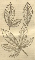 Picture 3 of 31 from Caroli Clvsii Atrebatis ... Exoticorvm libri decem ?quibus animalium, plantarum, aromatum, aliorum que peregrinorum fructuum historiae describuntur /item Petri Bellonii observationes ; eodem Carolo Clusio interprete ; series totius operis post praefationem indicabitur. (1605), leaf 37