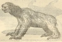 Picture 26 of 31 from Caroli Clvsii Atrebatis ... Exoticorvm libri decem ?quibus animalium, plantarum, aromatum, aliorum que peregrinorum fructuum historiae describuntur /item Petri Bellonii observationes ; eodem Carolo Clusio interprete ; series totius operis post praefationem indicabitur. (1605), leaf 388