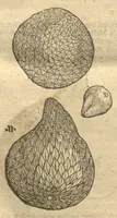 An illustration from Caroli Clvsii Atrebatis ... Exoticorvm libri decem ?quibus animalium, plantarum, aromatum, aliorum que peregrinorum fructuum historiae describuntur /item Petri Bellonii observationes ; eodem Carolo Clusio interprete ; series totius operis post praefationem indicabitur. (1605)