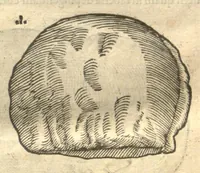 An illustration from Caroli Clvsii Atrebatis ... Exoticorvm libri decem ?quibus animalium, plantarum, aromatum, aliorum que peregrinorum fructuum historiae describuntur /item Petri Bellonii observationes ; eodem Carolo Clusio interprete ; series totius operis post praefationem indicabitur. (1605)
